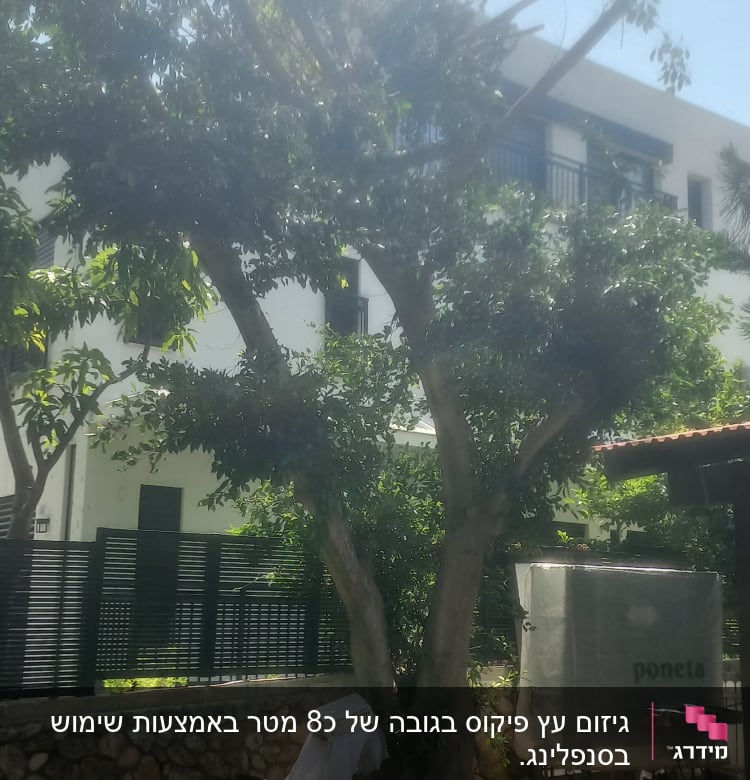 עץ גזום עם ענפים חתוכים בחצר